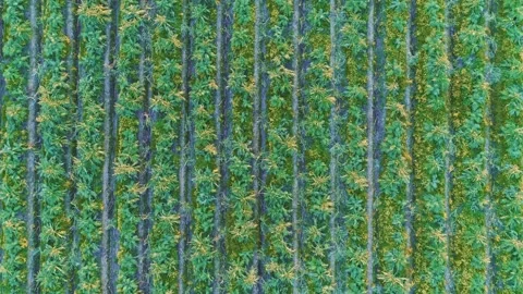 Aerial Top Down View Of Green Artichoke Fields In California USA Stock Footage 218258931
