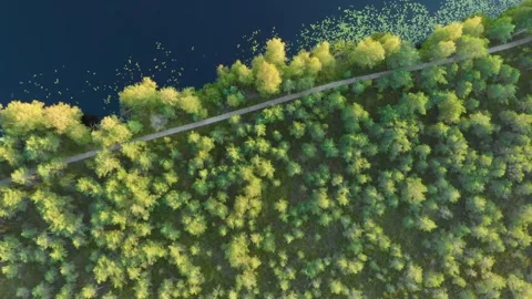 Aerial Top Down View of Green Forest and Blue Lake Water Edge in Lithuania at Su Stock Footage 321758790
