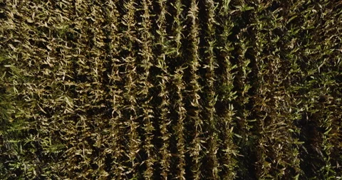 Aerial Top-down View Of Green Corn Fields Over Hassard Elevator In Monroe City Stock Footage 325690223