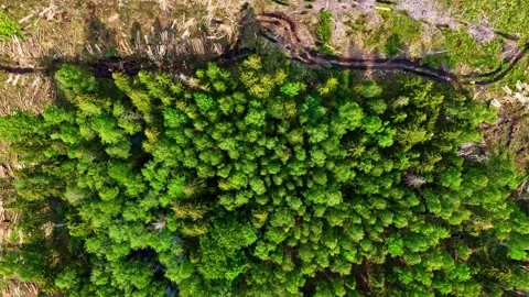Aerial top down view of green forest surrounded by logging clear cuts Vídeos de archivo 331203073