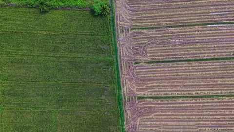 Aerial top down view of green rice field and plowed soil symmetry 스톡 동영상 334520176