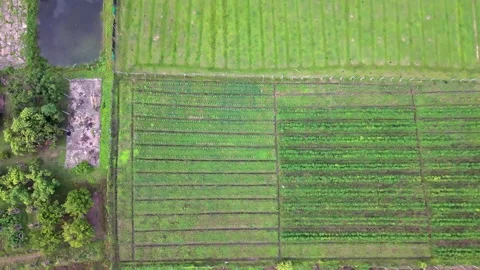 Aerial top down view of green agricultural fields farm grid and water pond Stock-Footage 335128980