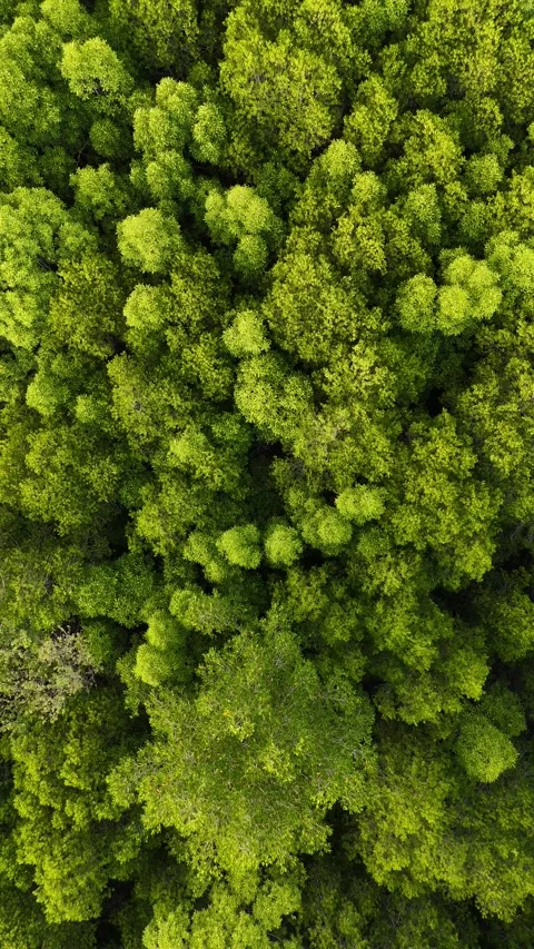 Aerial Top Down View of Green Lush Forest Trees in Koh Lanta, Thailand Stock Footage 335946022