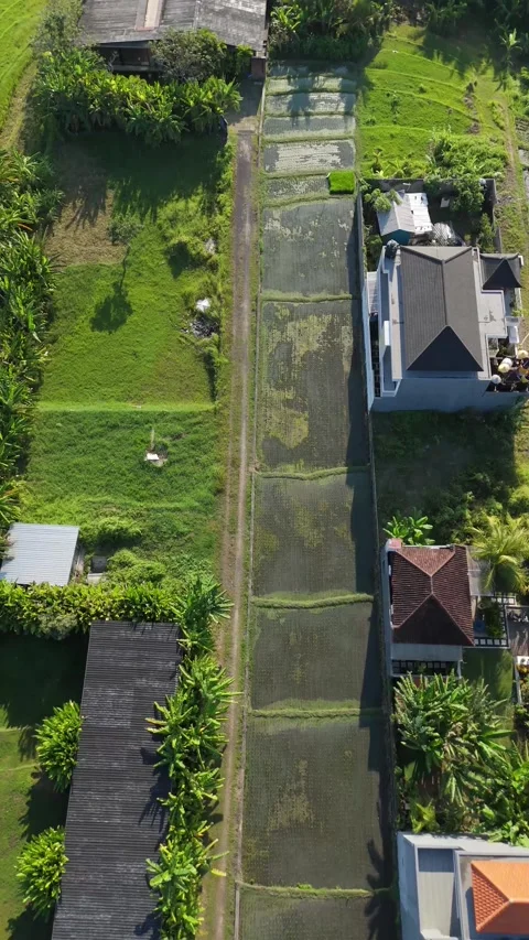 Aerial Top-Down View of Green Rice Fields and Villas, Bali Video stock 337309561