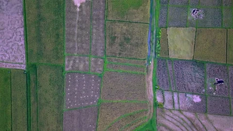 Aerial Top-down View of Green and Yellow Rice Fields Terraces Patterns Stock Footage 337480683