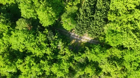 Aerial Top Down View of Green Forest and Dirt Path in Piedmont Stock Footage 337771023