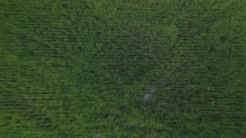 Aerial Top-Down View of Green Rice Field with Waterlogged Patches Stock Footage 338038079