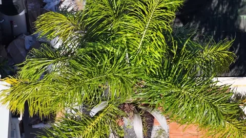 Aerial Top Down View of Green Foxtail Palm Tree Fronds Stock Footage 339119418