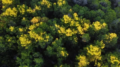Aerial top down view of a green forest at sunset Stock Footage 340182275