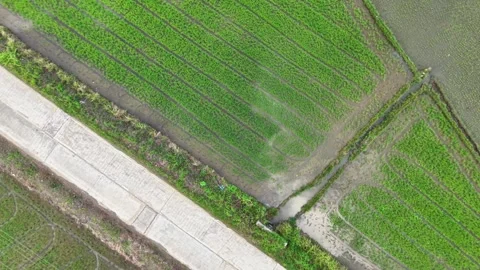 Aerial Top Down View of Green Rice Paddy Fields and Rural Road in Philippines Stock Footage 342281592