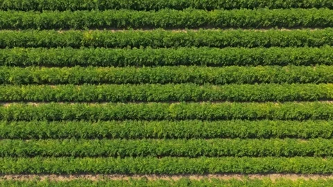 Aerial top down view of green vegetable crop rows Stock Footage 342814443