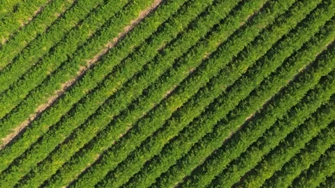 Aerial top down view of green crops in symmetrical rows Stock Footage 342814450