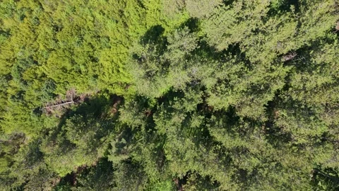 Aerial Top Down View of Green Pine Forest in Western Rhodopes Bulgaria Stock Footage 343621795