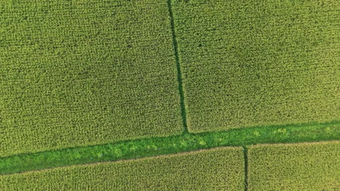 Aerial Top Down View of Green Rice Fields in Bali, Indonesia 動画素材 345152289