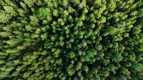 Aerial top down view of green tree forest. Drone shot flying over tree tops. Stock Footage 345312983
