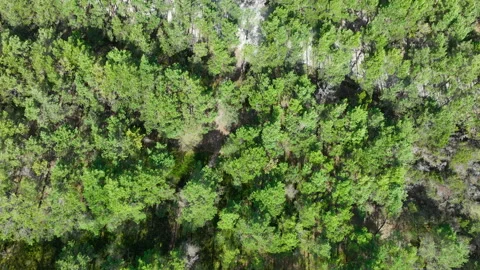 Aerial Top Down View Of Green Pine Forest Near Osetnik Beach Poland Stock Footage 346014772