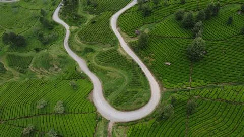 Aerial Top Down View of Green Tea Fields and Curvy Road Stock Photos