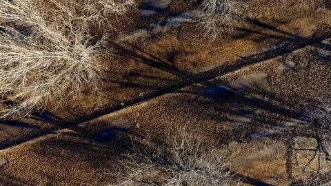 Aerial top down view of a grove of pecan trees Stock Footage 71101348
