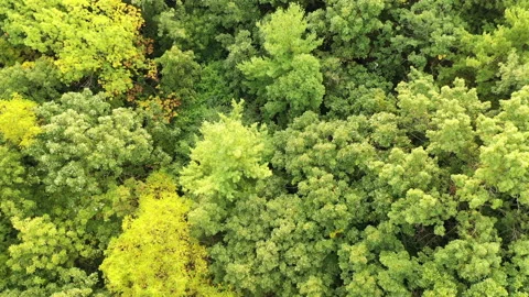 Aerial top down view of  grove with green lush foliage. Stock Footage 139434455