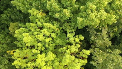 Aerial top down view of grove with green lush foliage. Stock Footage 139440146