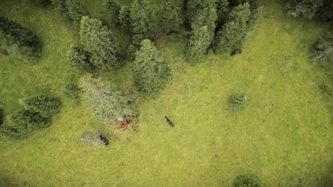 Aerial top down view Haflinger horses grazing in green alpine meadow. Golde.. Stock-Footage 332228109