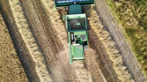 Aerial top-down view of harvester machine collecting golden ripe wheat. UK. 스톡 동영상 315218235