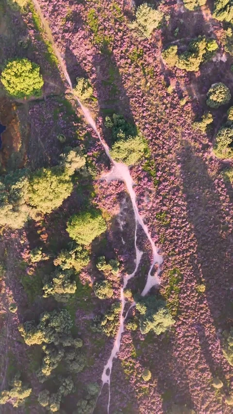 Aerial top down view of heather fields and hiking trails Stock Footage 327111768