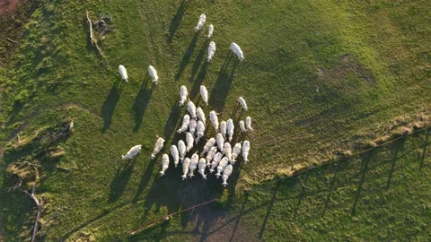 Aerial top down view of herd of white cows gathering near gate of pasture Stock Footage 161076782