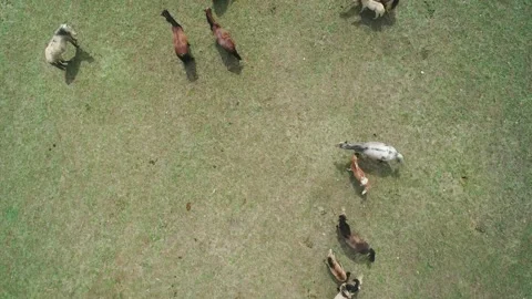Aerial top down view of a herd of horses grazing on the endless green meadow. Stock Footage 187079382