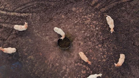 Aerial top down view of a herd of cows eating from a trough in a muddy paddock Video stock 328987360