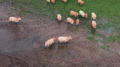 Aerial top down view of a herd of brown cattle grazing on a muddy pasture Stock Footage 329034941