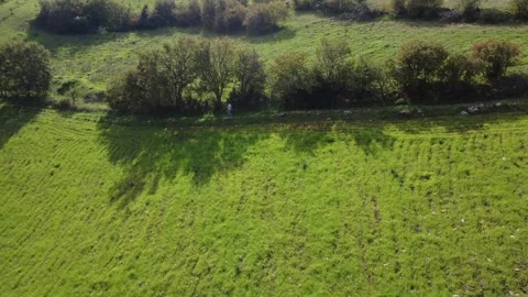 Aerial top down view of hiker on path between trees and green fields Vídeos de archivo 337460900