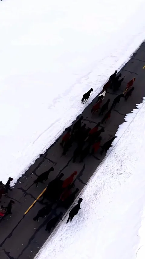 Aerial top-down view of horses running on a black road through white snow. Stock Footage 328566622