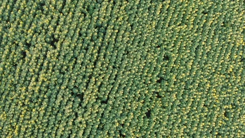 Aerial top down view of huge fields of sunflowers. drone shoots sunflower fields Stock Footage 142291392