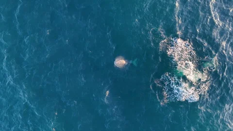 Aerial Top Down View Of Humpback Whale Swimming In Blue Ocean 스톡 동영상 348073897