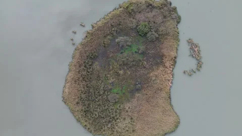 Aerial top down view of island in lake with lush reeds Stock-Footage 337810000