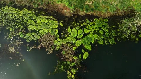 Aerial Top-Down View of Lake with Moss-Like Green Elements, Brown Leaves, and Su Stock Footage 277359855