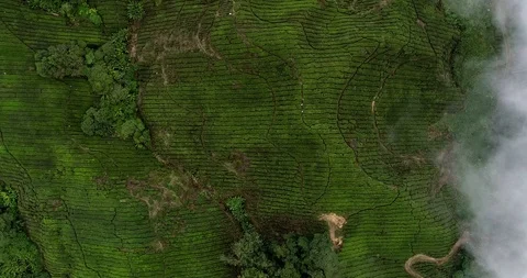 Aerial top down view landscape at tea plantation. Cameron Highlands, Malaysia 스톡 동영상 96307370