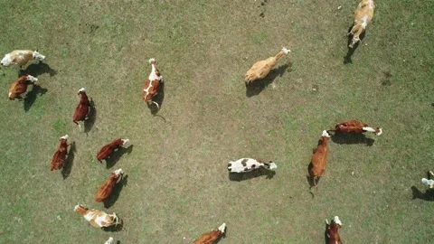 Aerial top down view of a large herd of cows and horses grazing on the endless Stock Footage 187079321