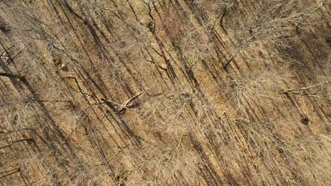 Aerial top down view on leafless forest Stock Footage 128588678