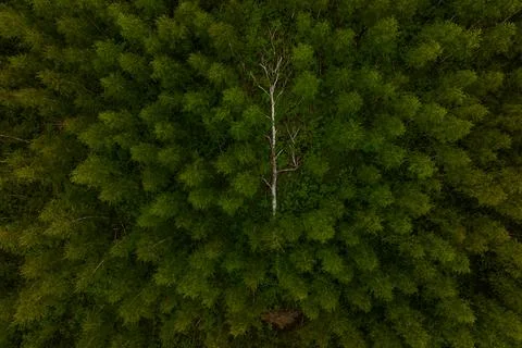 Aerial top down view of a lone birch amid circular conifers Stock Photos