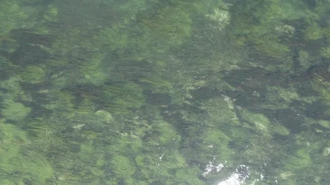 Aerial top down view of long waterplants under clear turquoise water of river Stock Footage 122609585