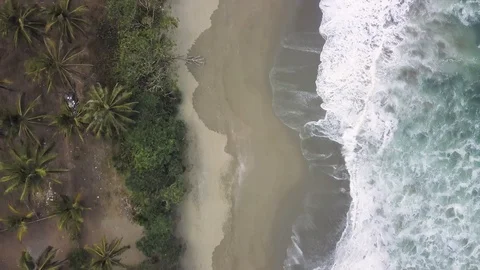 AERIAL Top-down view of lush green palm trees on tropical sand beach Stock Footage 119699189
