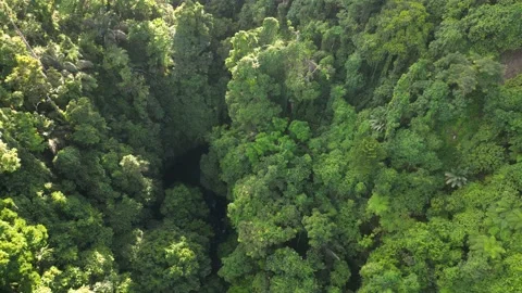 Aerial Top Down View of Lush Greenery Tropical Jungle rainforest in Philippines. Stock Footage 223112402