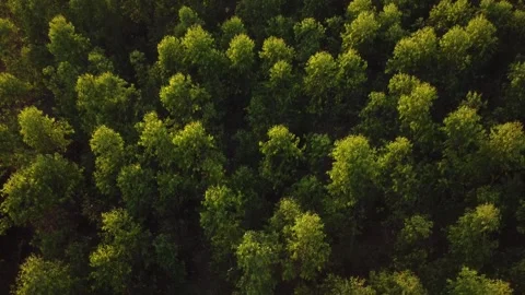 Aerial top down view of a lush green forest with a beautiful sunrise Video stock 297262283