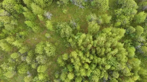 Aerial Top Down View of Lush Green Summer Forest Treetops in Lithuania Video stock 321756903