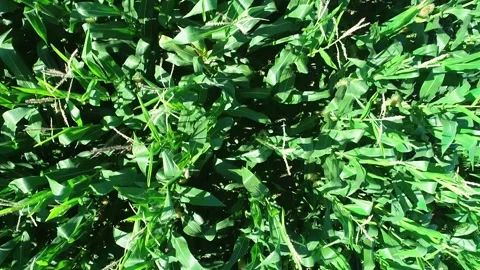 Aerial top down view of a lush green corn field showing the texture of the .. Video stock 327752680