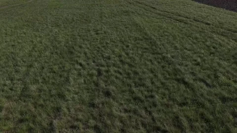 Aerial Top Down View of Lush Green Meadow with Grass Texture Stock Footage 332935525