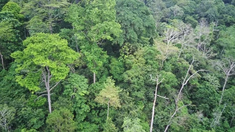 Aerial top-down view of lush green tropical rainforest canopy Stock Footage 336798803