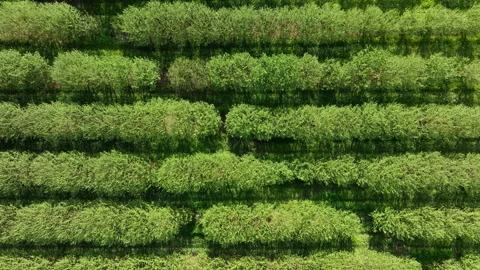 Aerial top-down view of lush green orchard rows in Lot France Dense tree  Stock-Footage 337953227